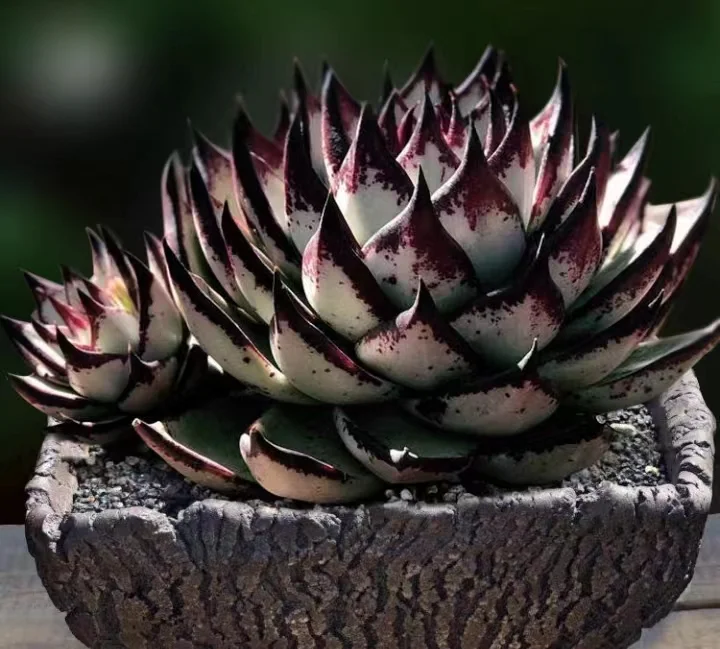  221. Ebony with ebony juice single head 5-6cm/ Echeveria /Succulent plants / Garden landscape / Carefully select healthy plants