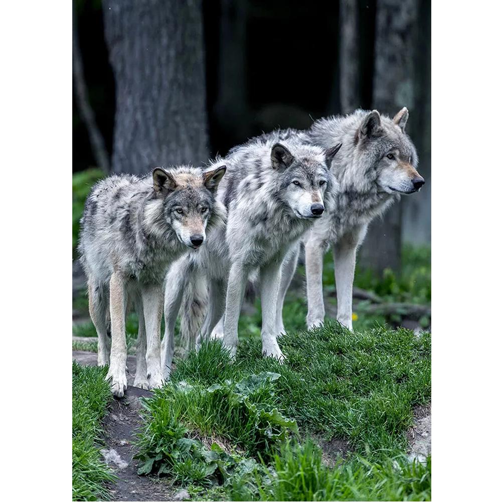 

3 Wolves Watching-Round Drill Diamond Painting-30*40CM, 501 Original