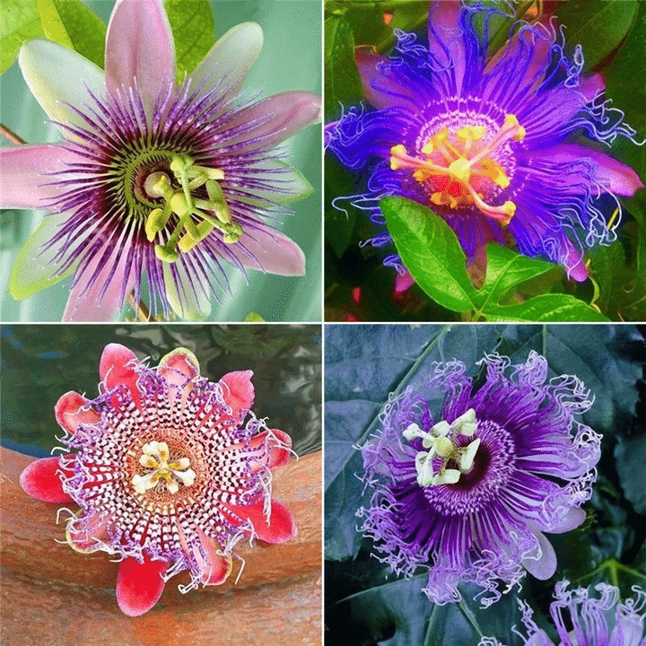 Passion Flower Seeds Garden Rare Passiflora Incarnata Fruit Plants Seeds