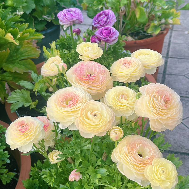 🌺 Ranunculus - Sacred Love