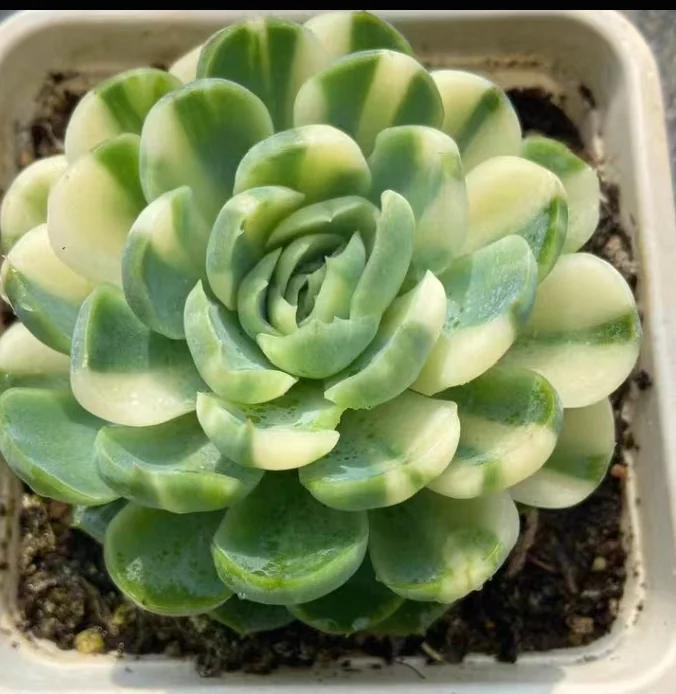 plant Aeonium Echeveria Haworthia  Caudex  Lithops Cactus  Agave 