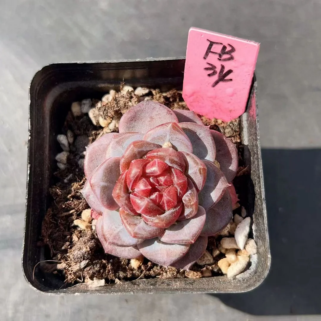 plant Aeonium Echeveria Haworthia  Caudex  Lithops Cactus  Agave 