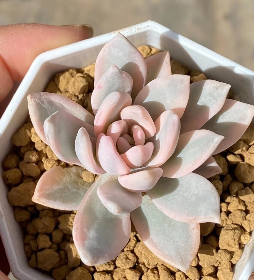 plant Aeonium Echeveria Haworthia  Caudex  Lithops Cactus  Agave 