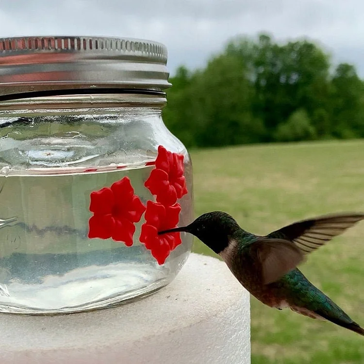 Beautiful Jar Hummingbird Feeder with Three Ports socialshop