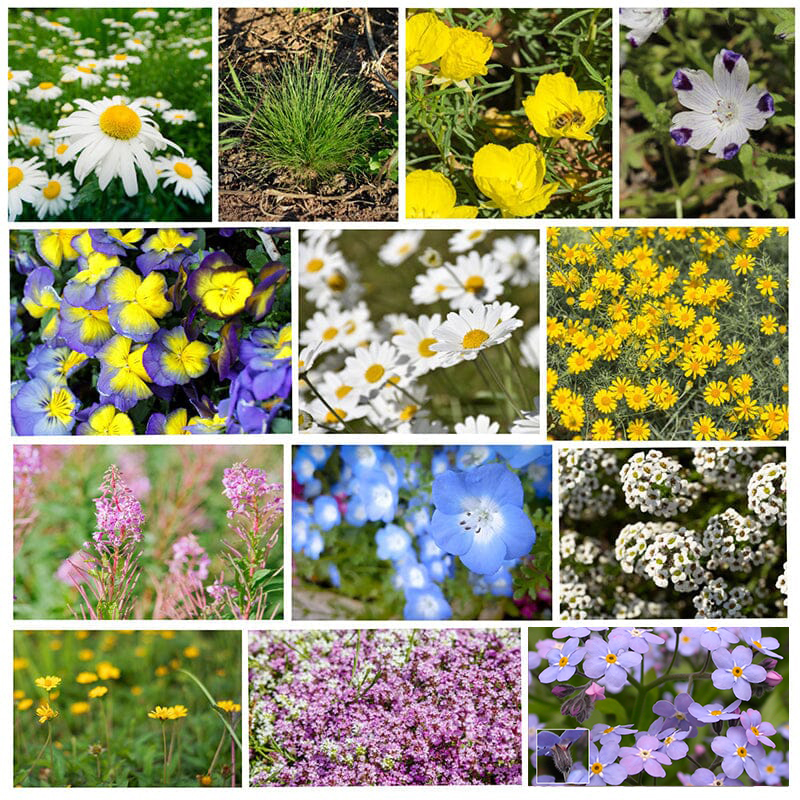 JONY PARK Alternative Lawn Seeds Wildflower Seeds Mix 24.99