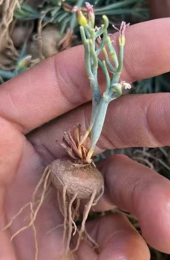 plant Aeonium Echeveria Haworthia  Caudex  Lithops Cactus  Agave 