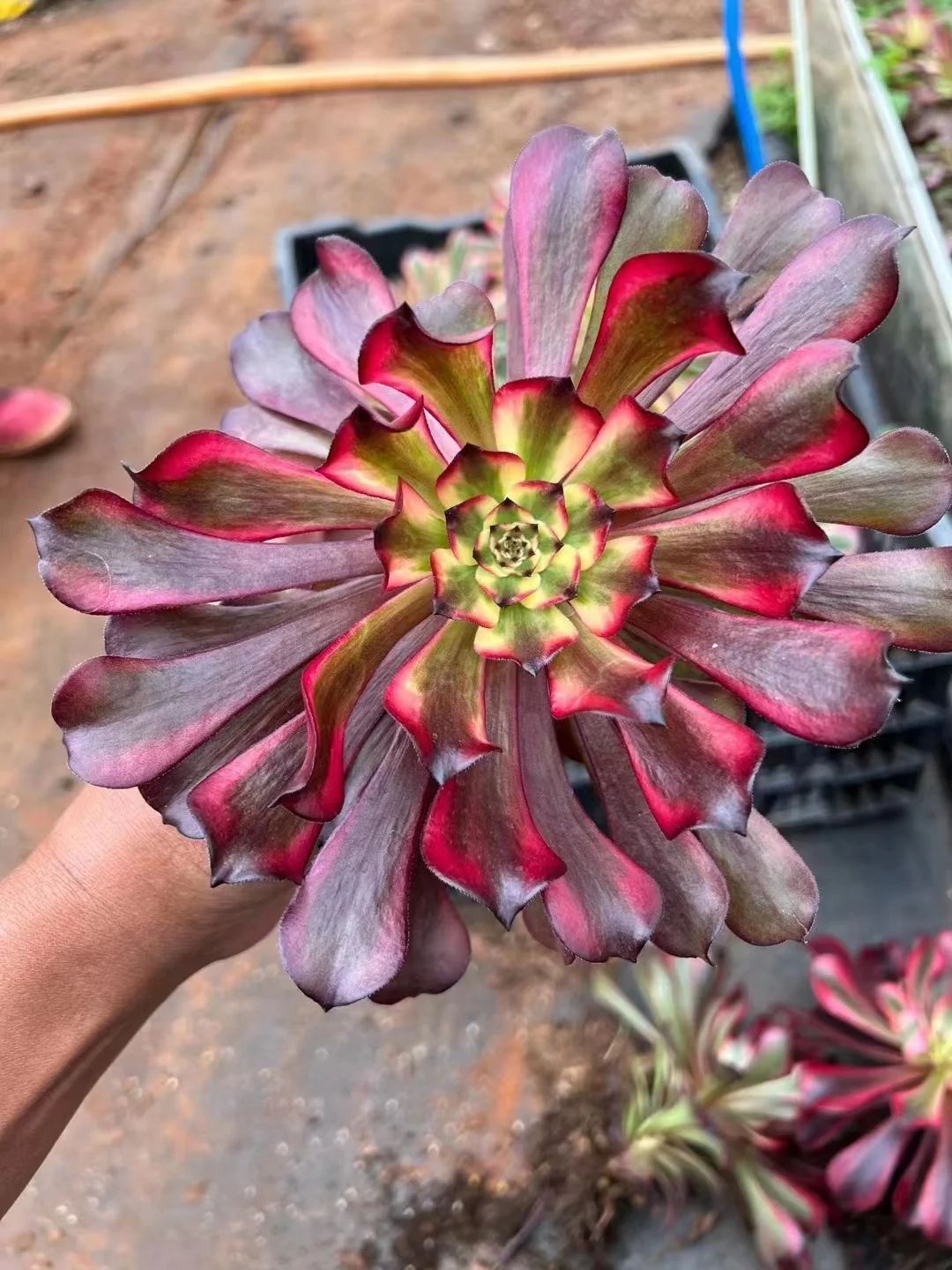 plant Aeonium Echeveria Haworthia  Caudex  Lithops Cactus  Agave 