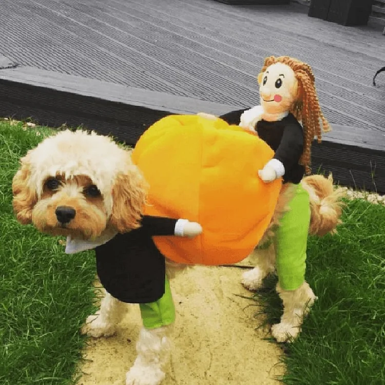 🔥Last Week 60% OFF🔥Dog Pumpkin Halloween Costume