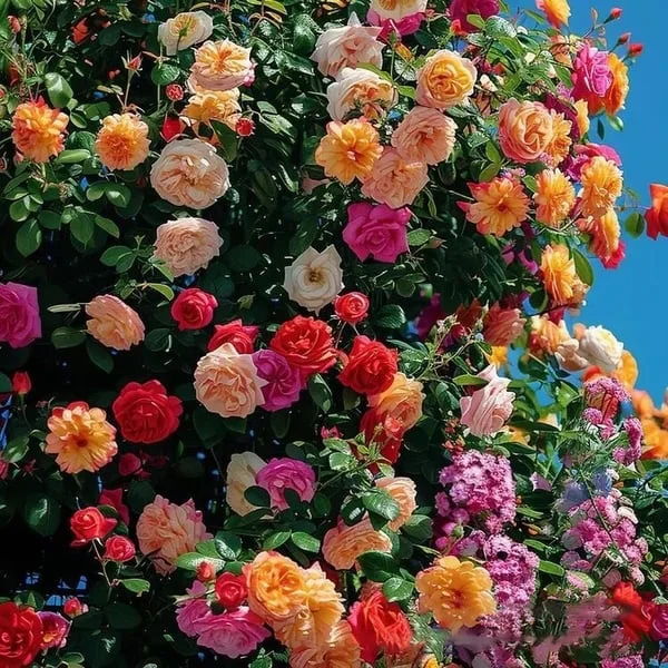 💐Last day clearance💐Heirloom Perennials Climbing Rose Seeds