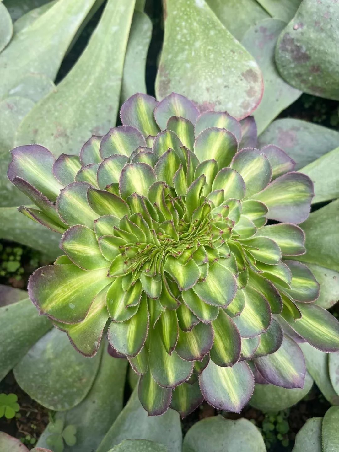 plant Aeonium Echeveria Haworthia  Caudex  Lithops Cactus  Agave 