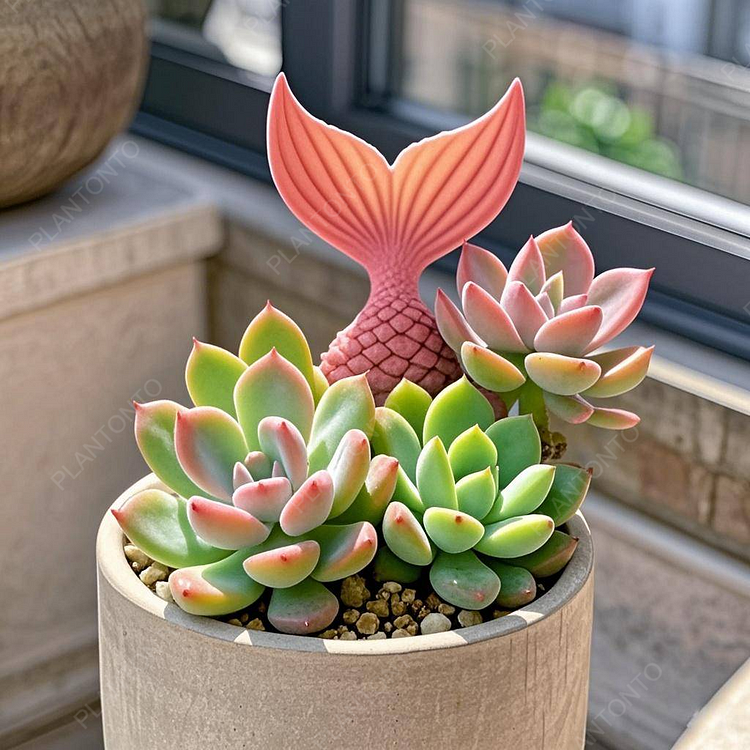 Pink Fishtail Succulent Seeds