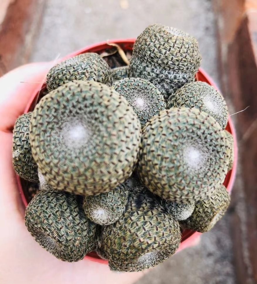 plant Aeonium Echeveria Haworthia  Caudex  Lithops Cactus  Agave 