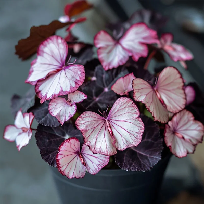 Moonlight Butterfly Begonia - Pink and White