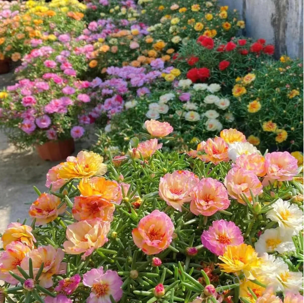 10000 Pcs Muti-color double petal sunflower seeds