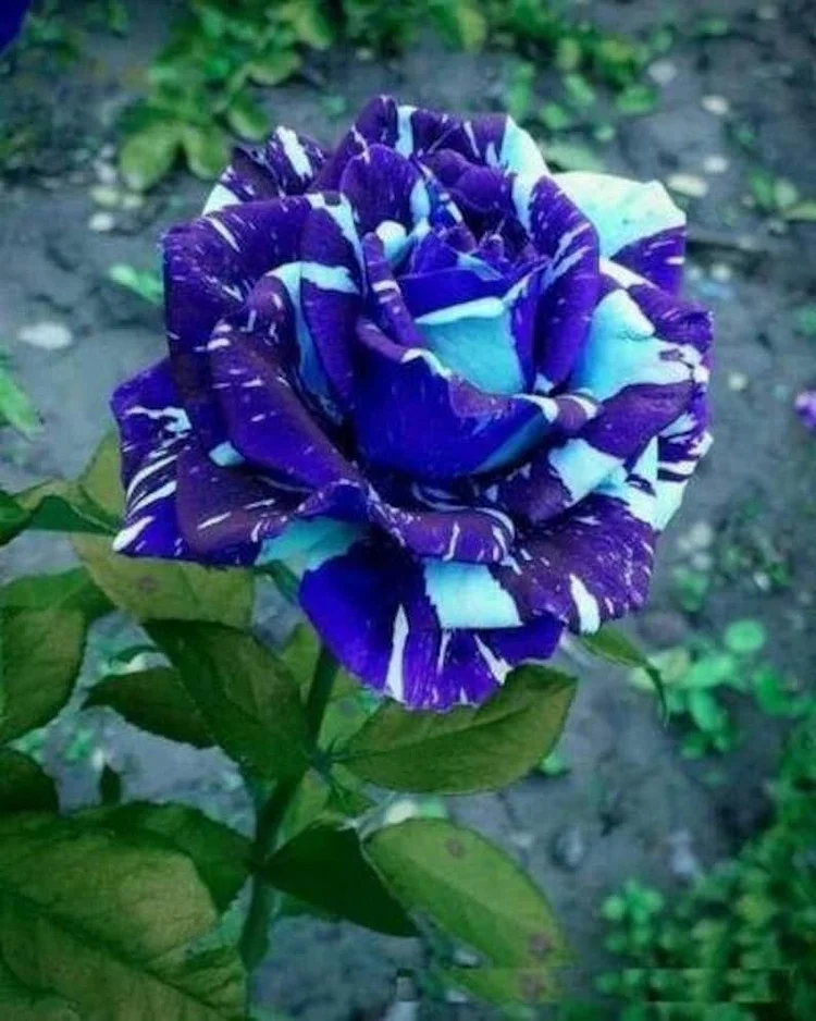 blue rose dragon