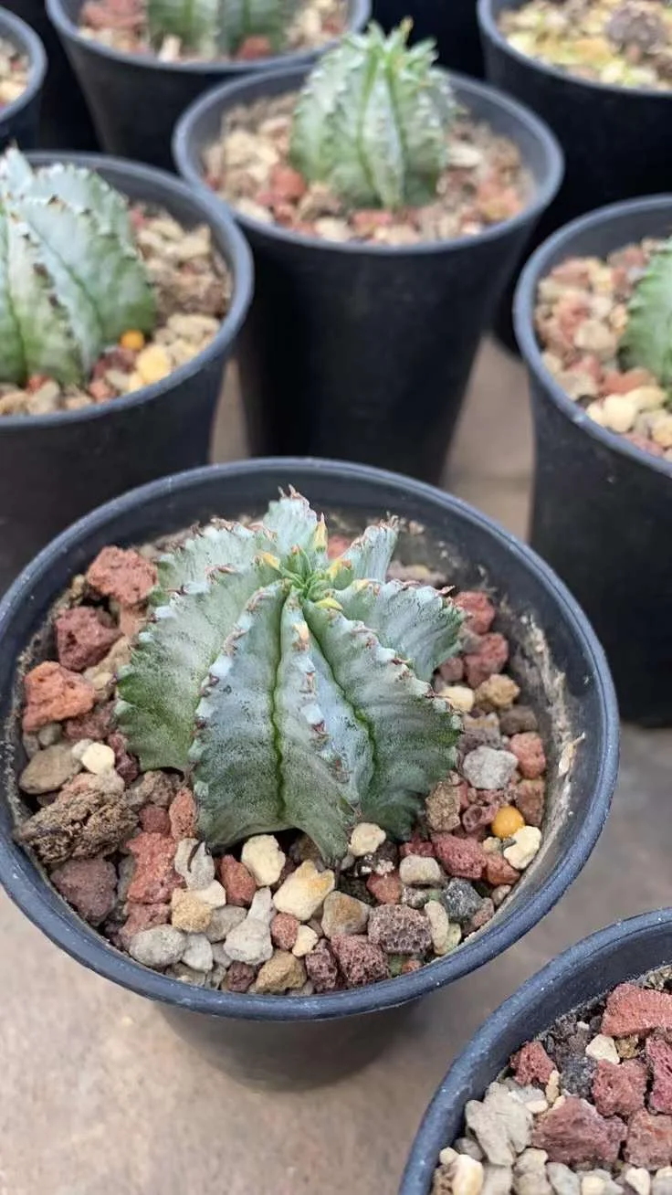 plant Aeonium Echeveria Haworthia  Caudex  Lithops Cactus  Agave 