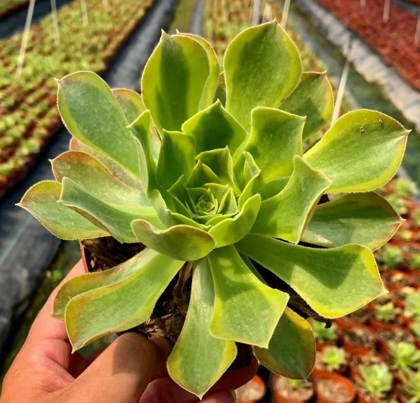 177.  Green lemon .  single head and cutting / Aeonium   / Succulent plants /Garden landscape / Carefully select healthy plants