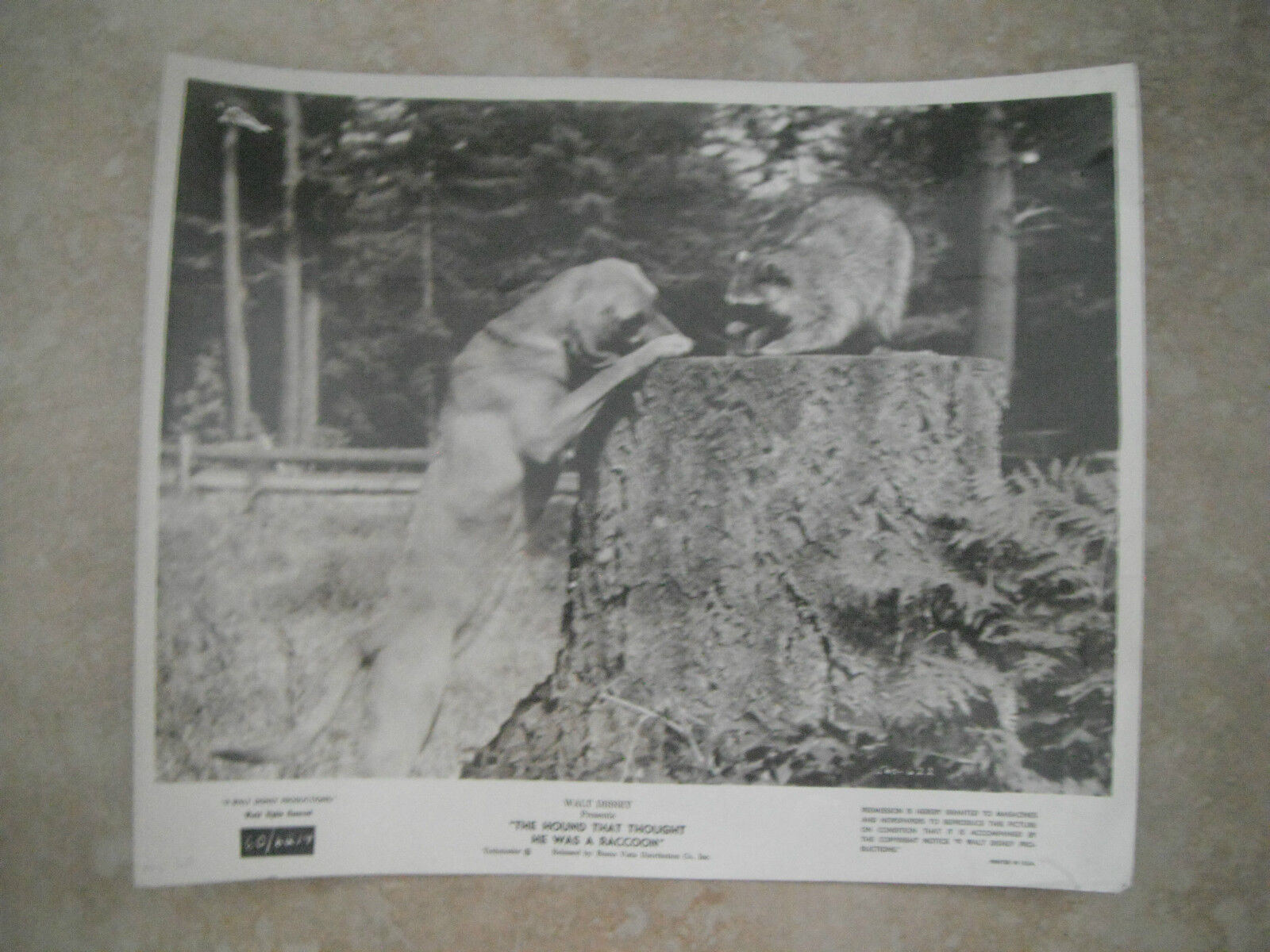 Hound that Thought He Was a Raccoon Disney B&W 8x10 Promo Photo Poster painting Original Lobby