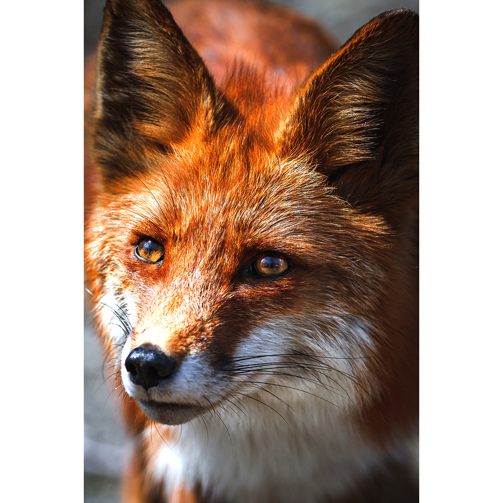 

Fox - 1000 Pieces Jigsaw Puzzle, 501 Original