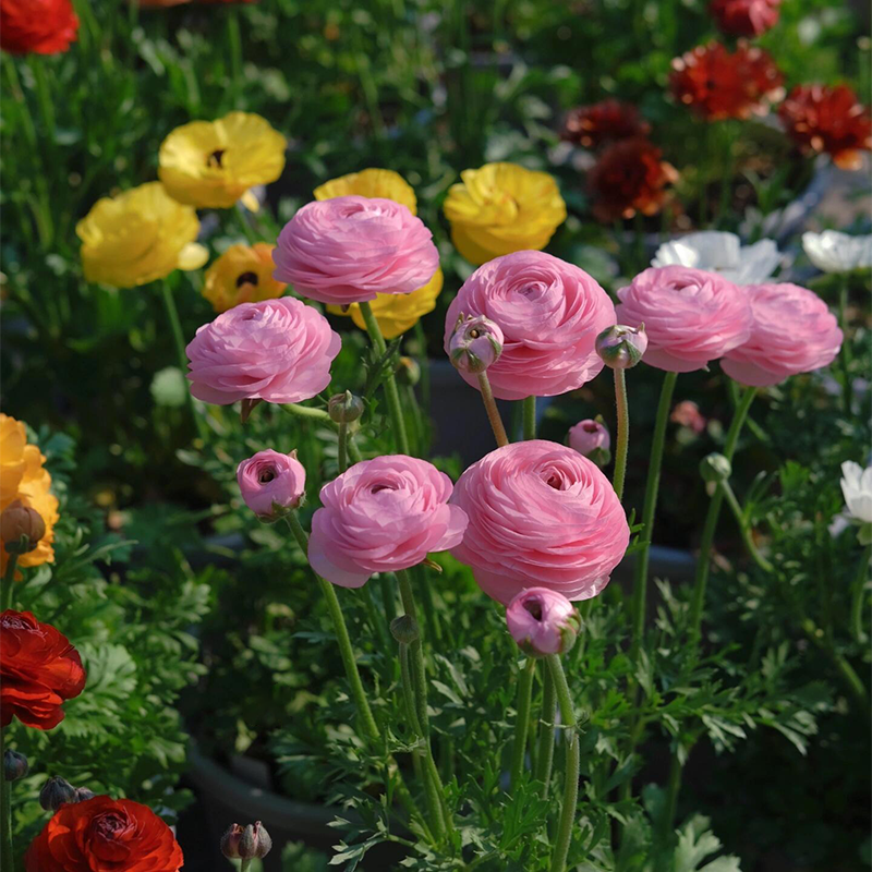 🌺 Ranunculus - Sacred Love