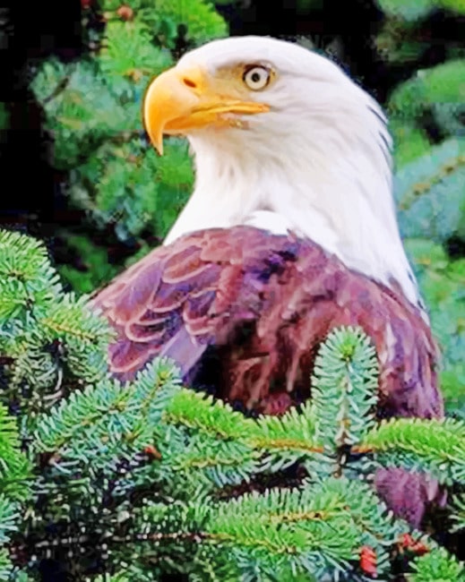 

Aesthetic Eagle – Paint By Numbers - 40*50CM, 501 Original