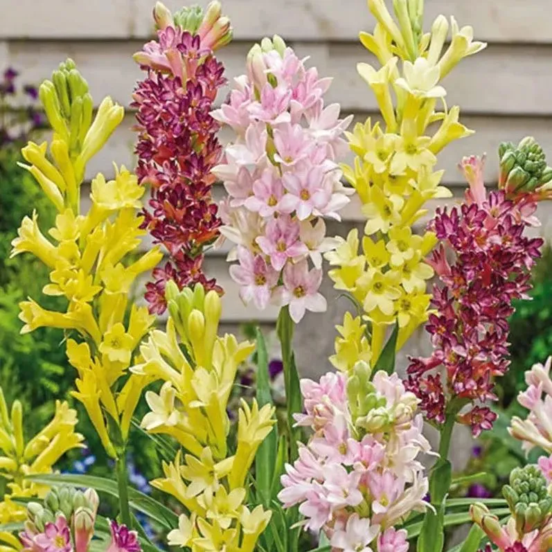 🔥【Limited Time Sale】Tuberose🌸 Bulbs! Enjoy 💥50% off, come by and grab it!