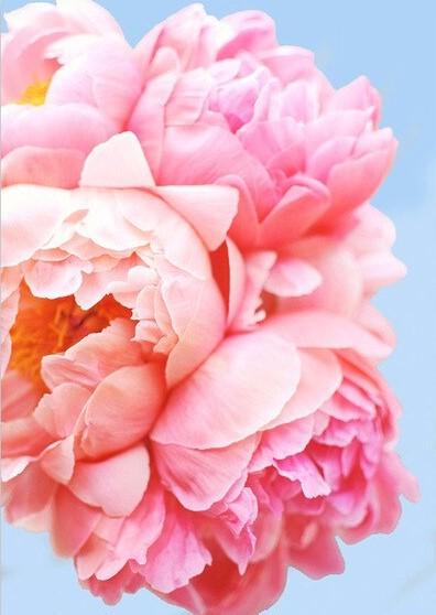 

Pink Roses – Paint By Numbers - 40*50CM, 501 Original
