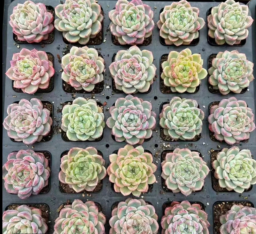 plant Aeonium Echeveria Haworthia  Caudex  Lithops Cactus  Agave 