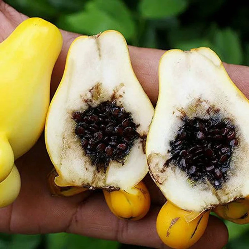 Rare Exotic Nipple Fruit Seed