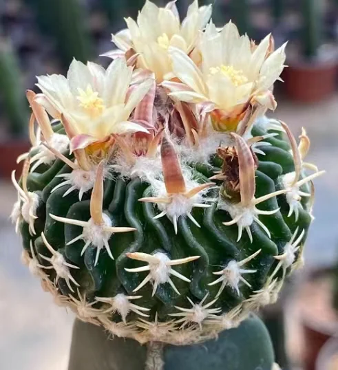 595.    Stenocactus : phyllacanthus, Ahualulco has roots 2cm  /Cactus plants / Succulent plants / Garden landscape / Carefully select healthy plants