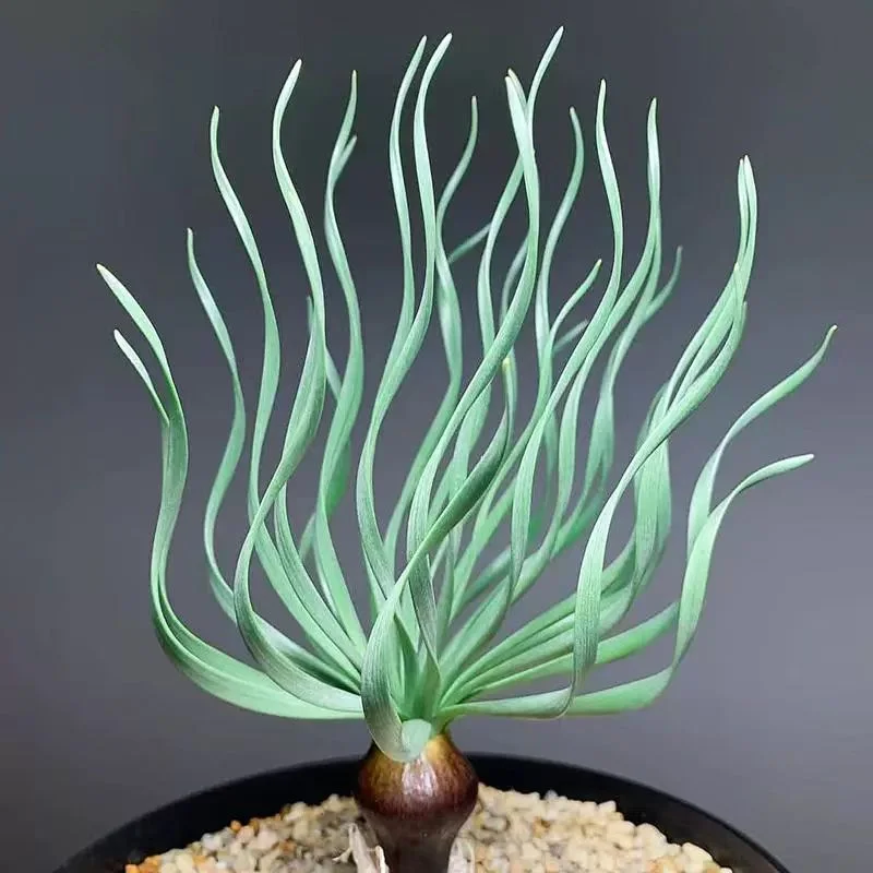 plant Aeonium Echeveria Haworthia  Caudex  Lithops Cactus  Agave 