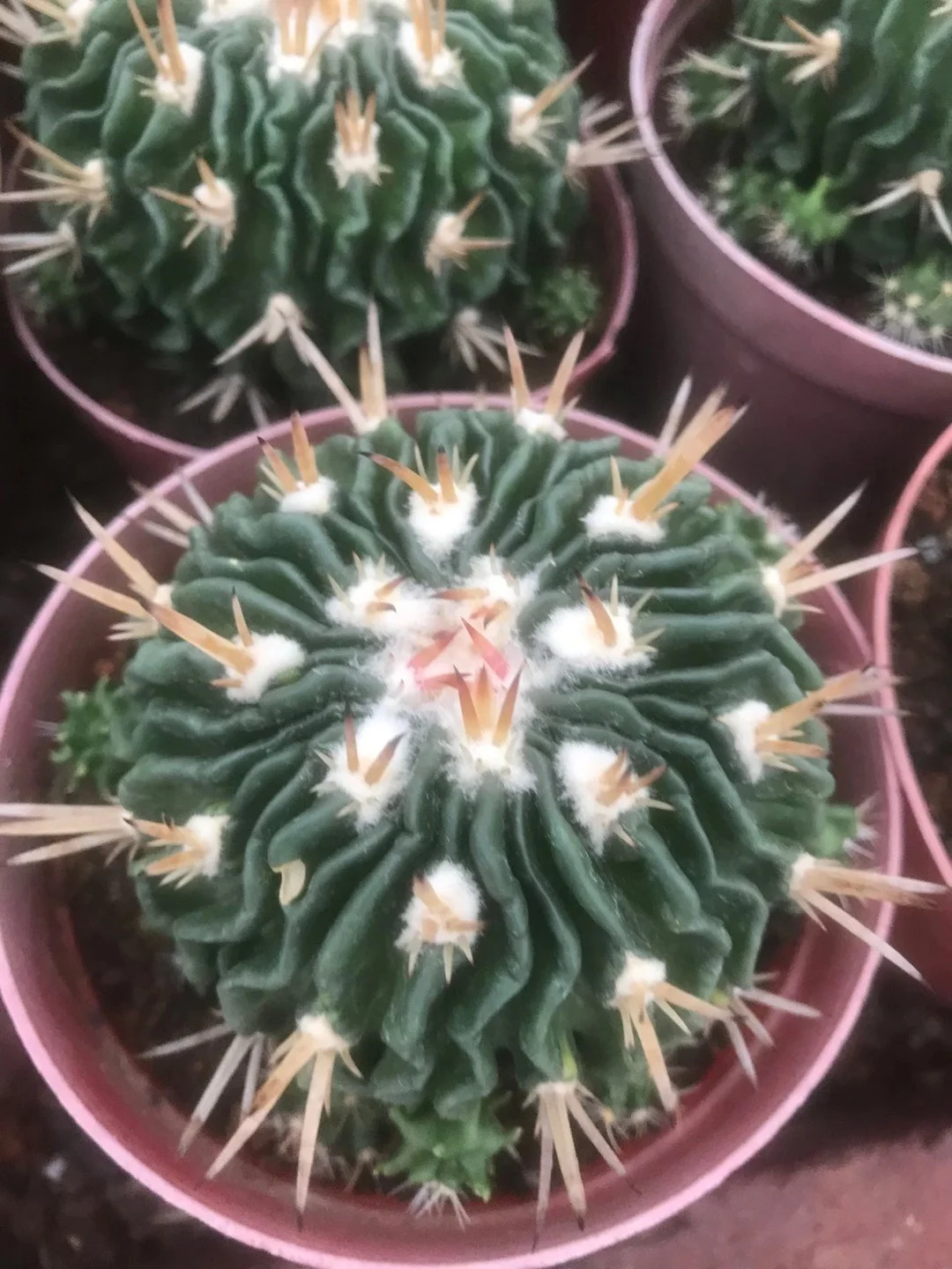 plant Aeonium Echeveria Haworthia  Caudex  Lithops Cactus  Agave 