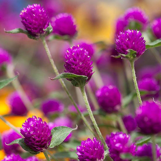 50Pcs Purple Gomphrena Globosa Globe Amaranth Plant Flower Seeds Jonyparkseed®