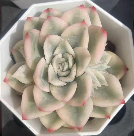 plant Aeonium Echeveria Haworthia  Caudex  Lithops Cactus  Agave 