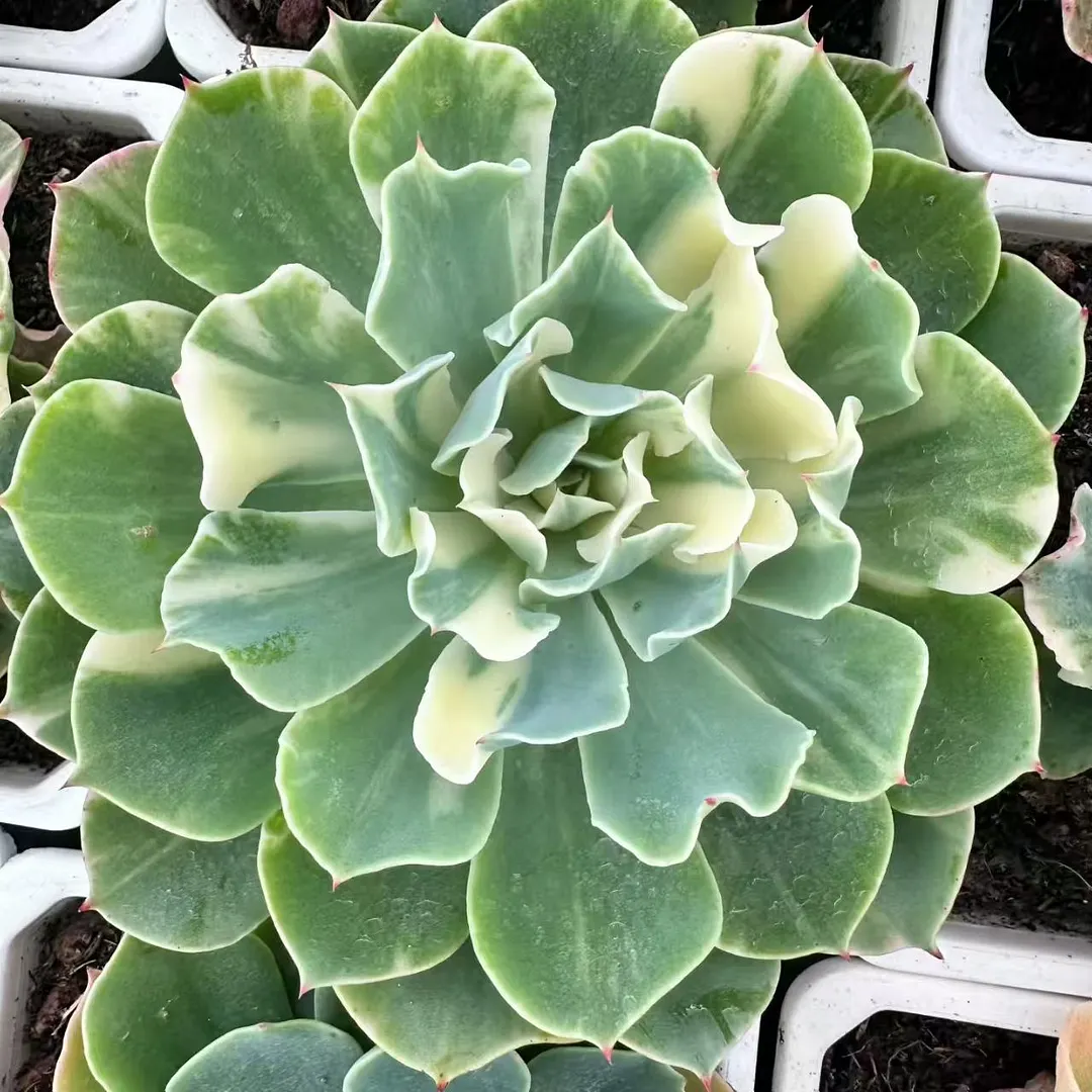 plant Aeonium Echeveria Haworthia  Caudex  Lithops Cactus  Agave 