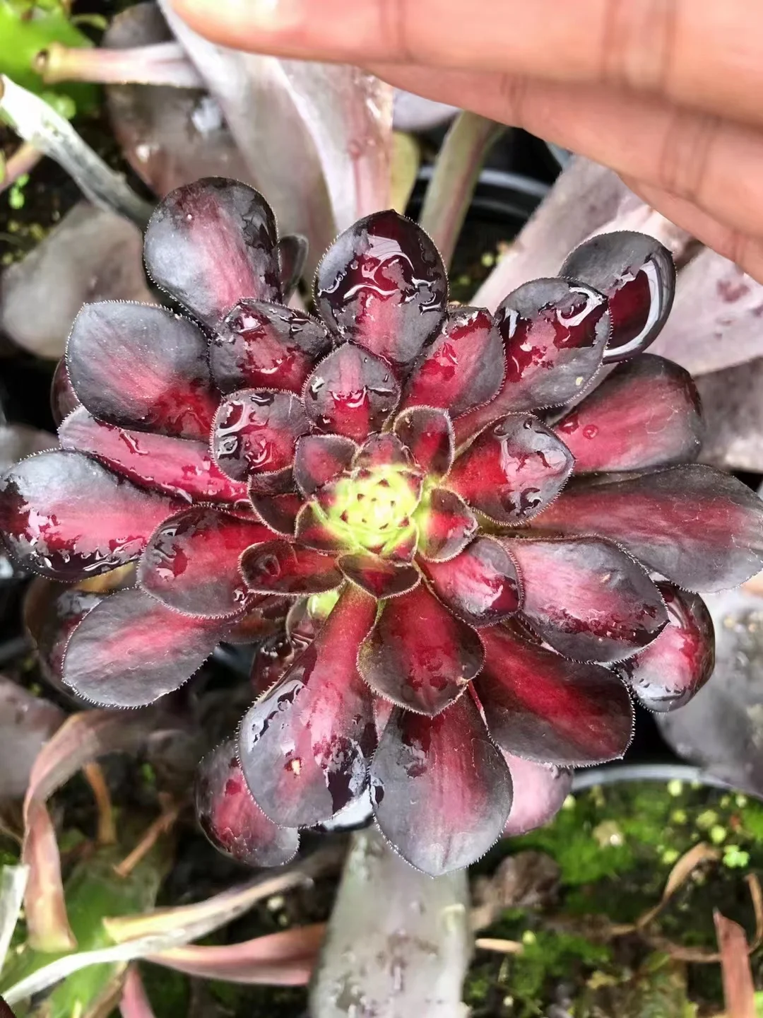 plant Aeonium Echeveria Haworthia  Caudex  Lithops Cactus  Agave 