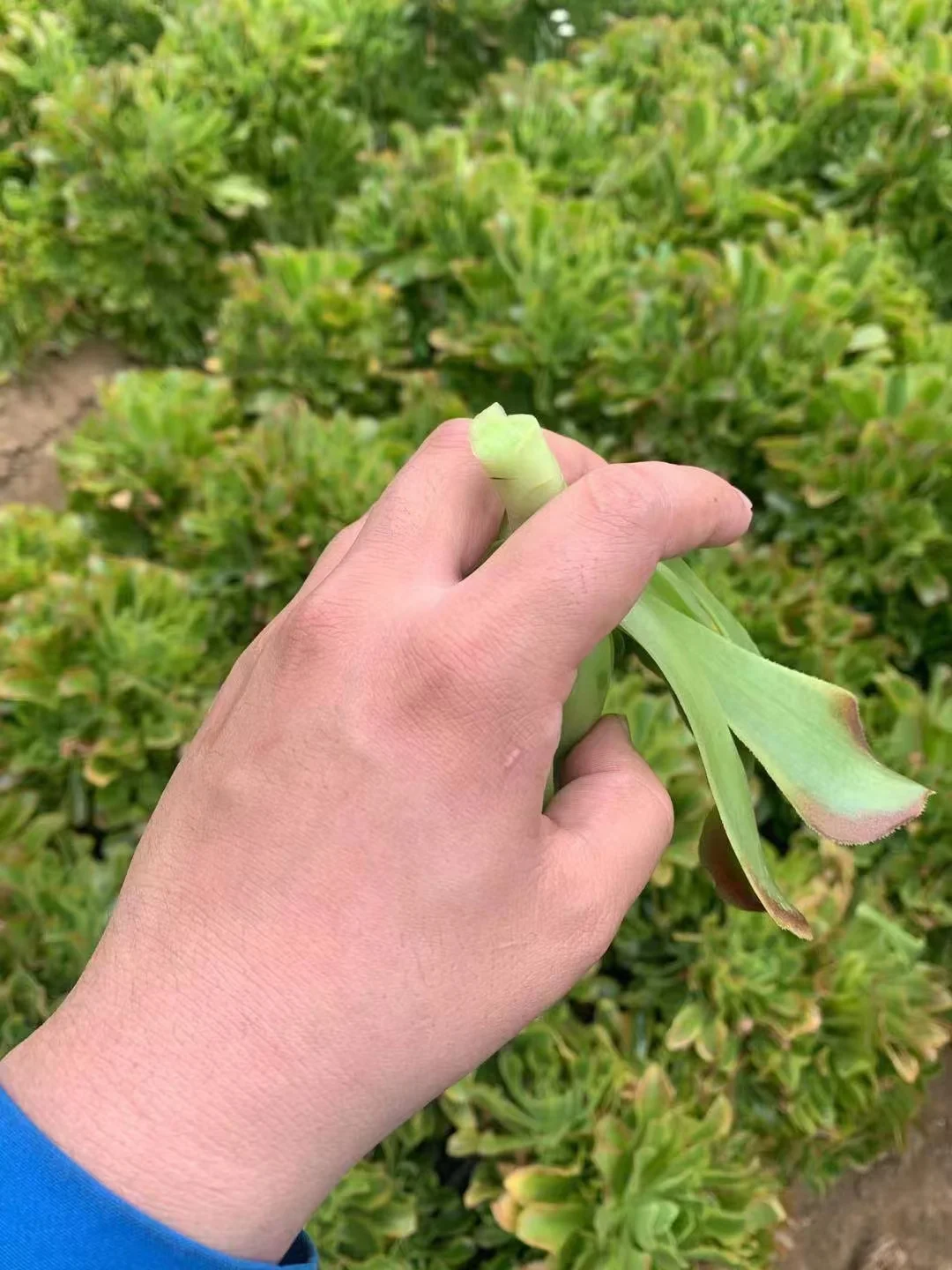 plant Aeonium Echeveria Haworthia  Caudex  Lithops Cactus  Agave 