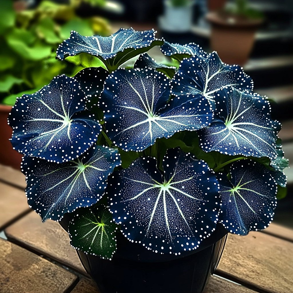 Nocturne Shimmer Begonia Jonyparkseed®