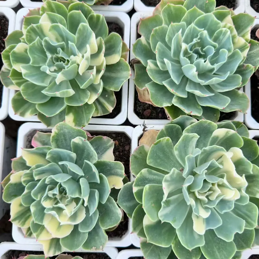 plant Aeonium Echeveria Haworthia  Caudex  Lithops Cactus  Agave 
