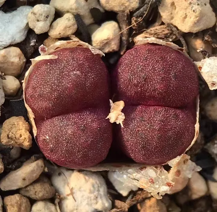 393. Conophytum roodiae single head 0.5-0.7cm / Lithops and Conophytum /Succulent plants / Garden landscape / Carefully select healthy plants