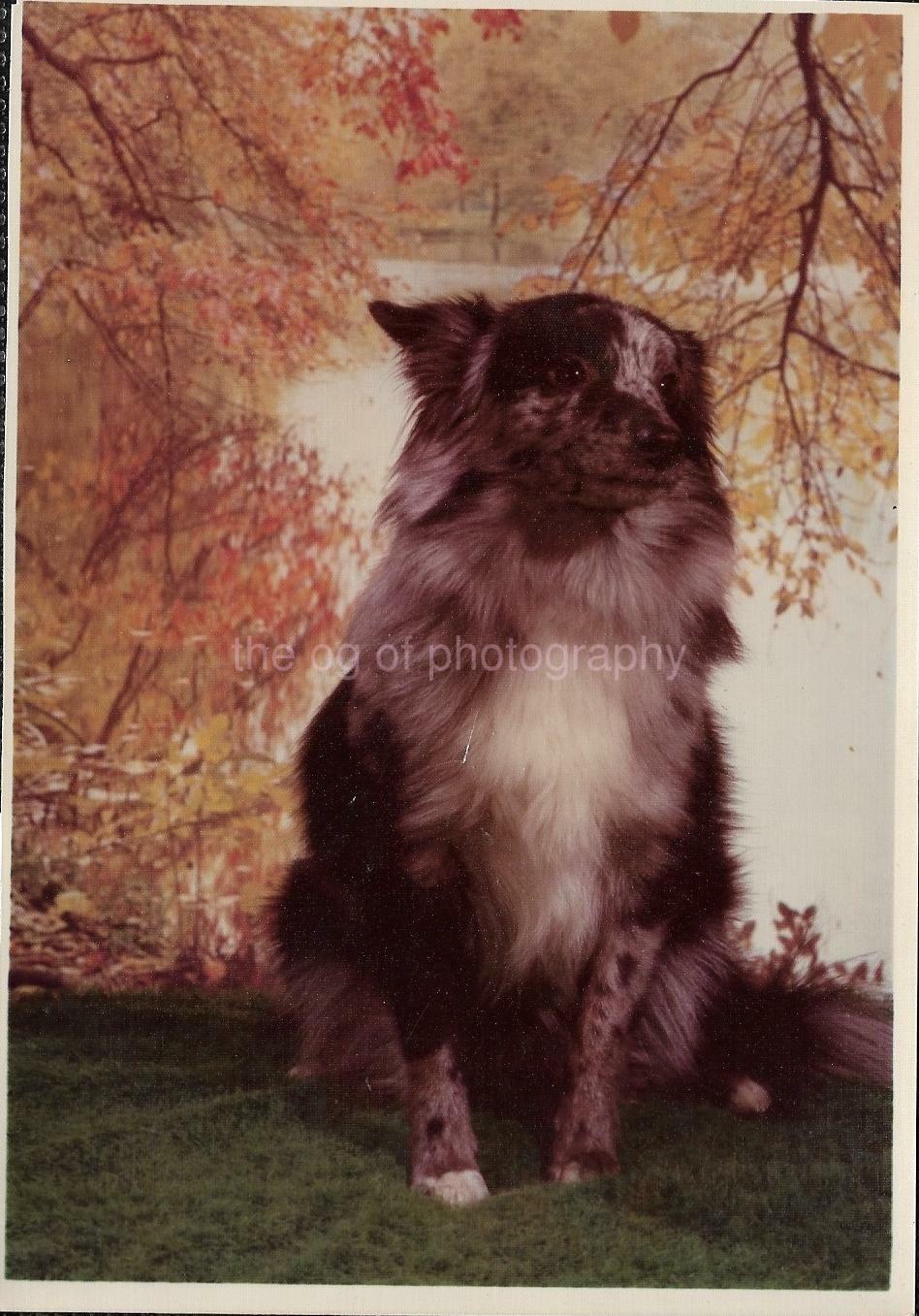 FOUND Photo Poster paintingGRAPH ColorOriginal DOG Portrait VINTAGE 07 5 D