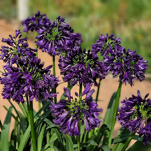 Agapanthus africanus 'Black Jack'