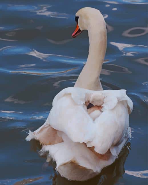 

Swan In Lake – Paint By Numbers - 40*50CM, 501 Original