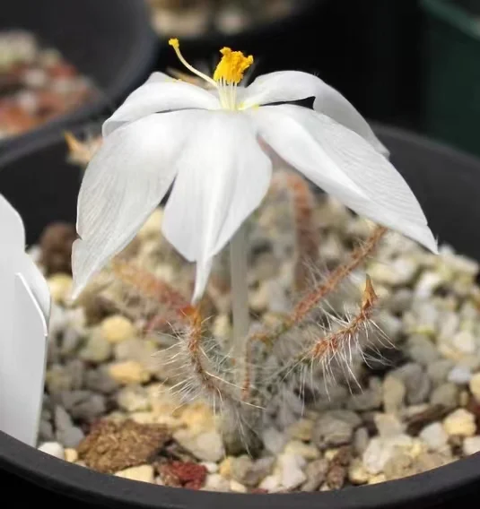 806.   Gethyllis setosa  0.5-1cm / Caudex  / Succulent plants / Garden landscape / Carefully select healthy plants