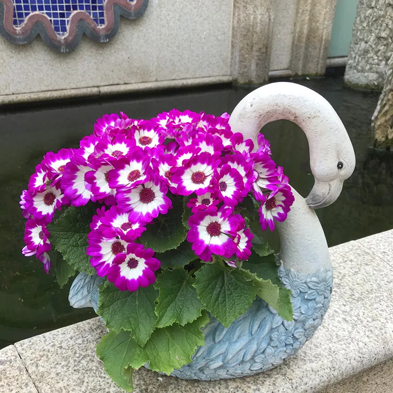 Cineraria Mix Flower Seeds-Over 10 Colors