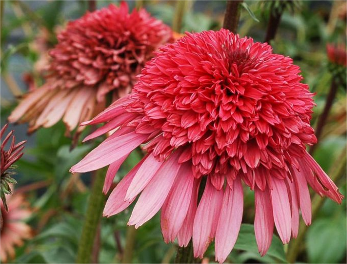 Echinacea 'Supreme Elegance' (Coneflower) Jonyparkseed®