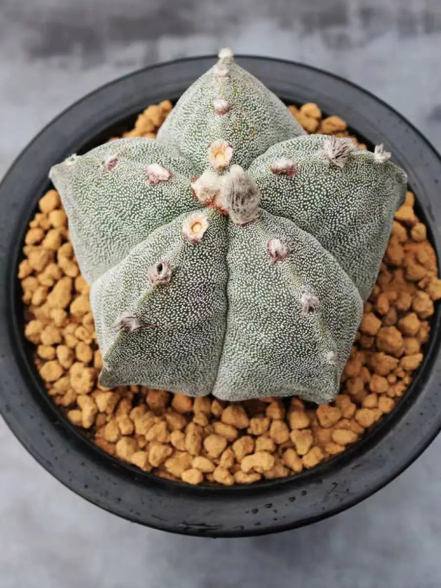 plant Aeonium Echeveria Haworthia  Caudex  Lithops Cactus  Agave 