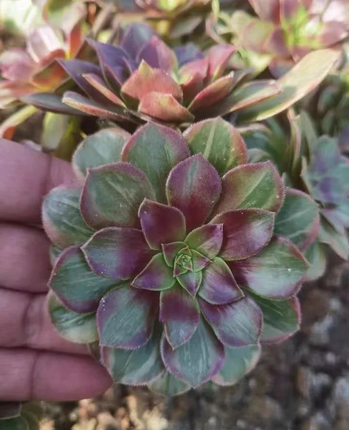 plant Aeonium Echeveria Haworthia  Caudex  Lithops Cactus  Agave 