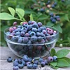 500pcs bonsai blueberry Edible Organic heirloom fruit dwarf bonsai tree potted planting for spring home garden supplies