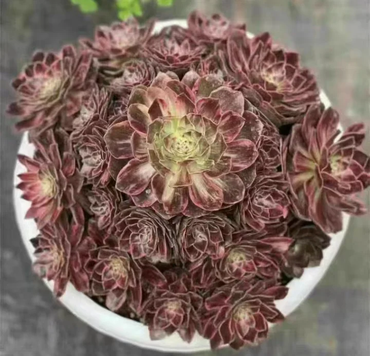 plant Aeonium Echeveria Haworthia  Caudex  Lithops Cactus  Agave 